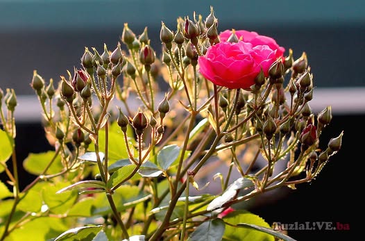 Zašto su ruže najopjevanije cvijeće u pjesmama, posebno u sevdalinkama i narodnim