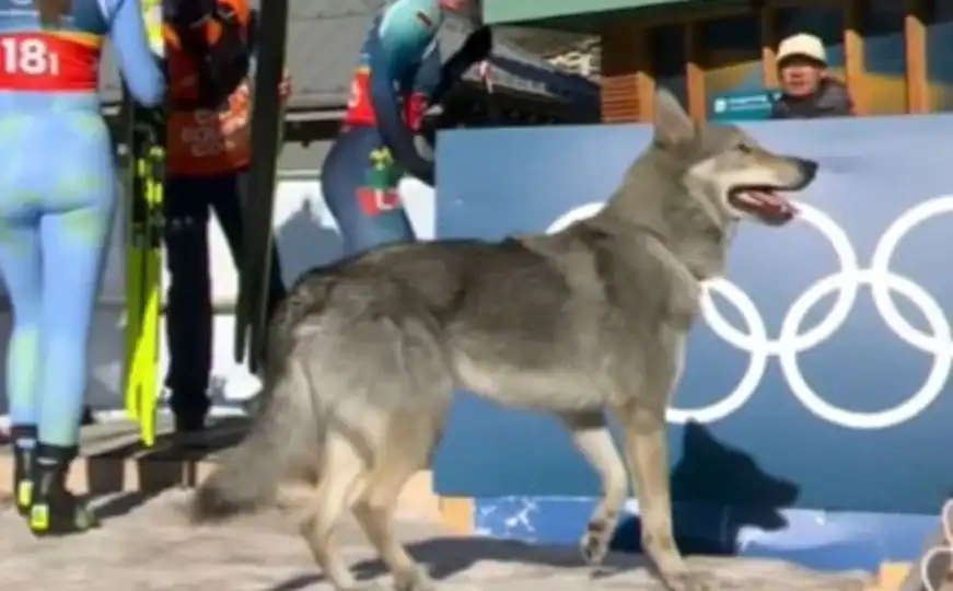 Pas Nazgul “ukrao momenat” na ZOI Milano-Cortina