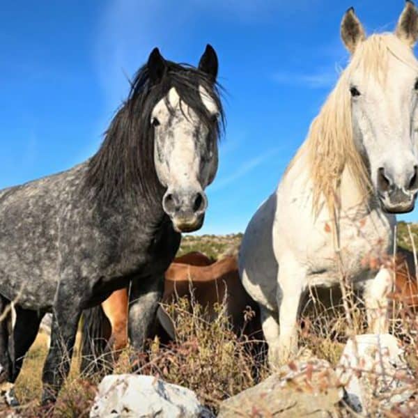 Premijera dokumentarnog filma „Livanjski divlji konji – između slobode i nebrige”