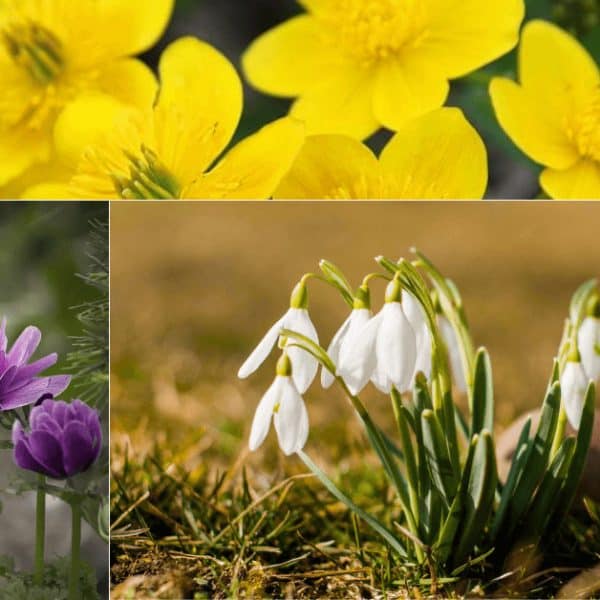 Deset najpoznatijih vjesnika proljeća – svaki ima svoje značenje