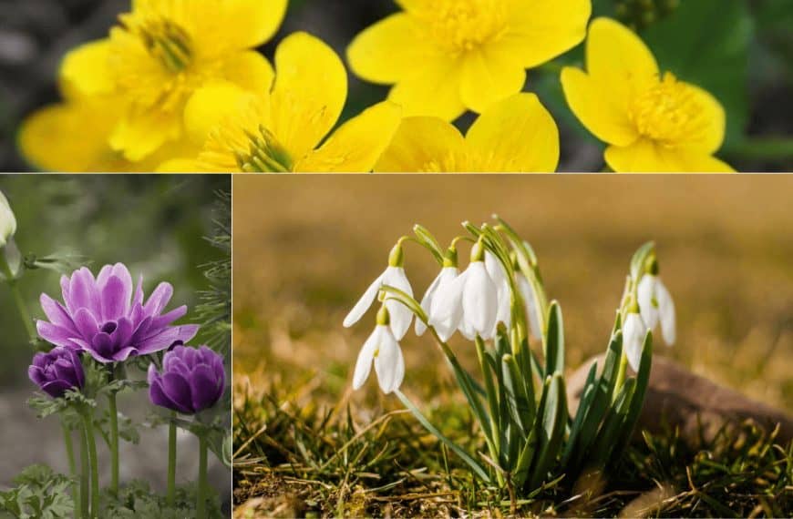 Deset najpoznatijih vjesnika proljeća – svaki ima svoje značenje