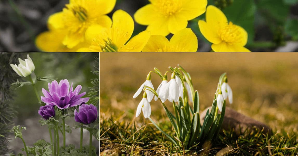 Deset najpoznatijih vjesnika proljeća – svaki ima svoje značenje