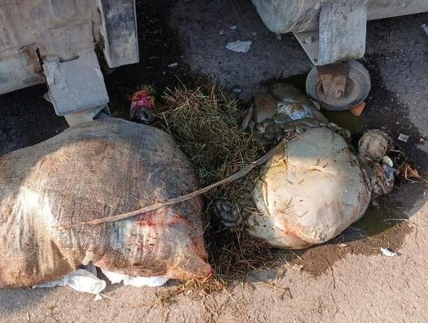 Životinjske iznutrice ostavljene ispred kontejnera