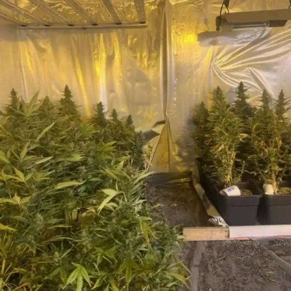 Otkrivene dvije laboratorije za uzgoj marihuane