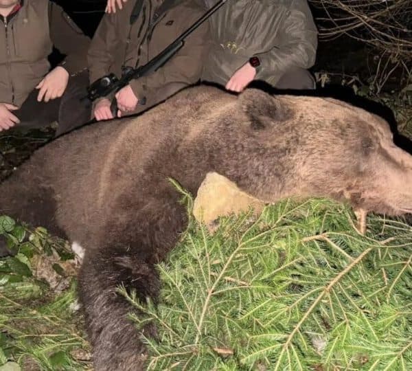Odstrel medvjeda u BiH izazvao žestoke reakcije javnosti
