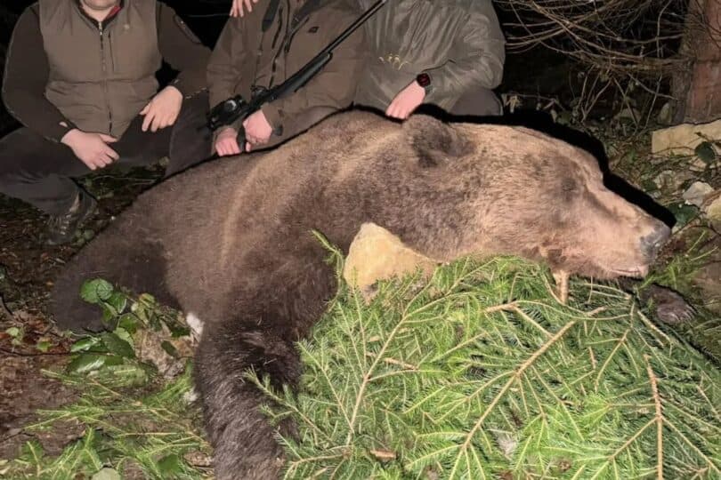 Odstrel medvjeda u BiH izazvao žestoke reakcije javnosti