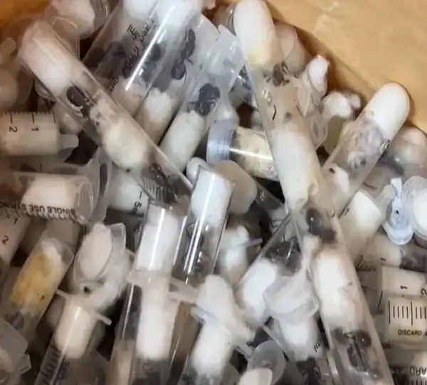 Pokušali prokrijumčariti više od 2.000 živih mrava