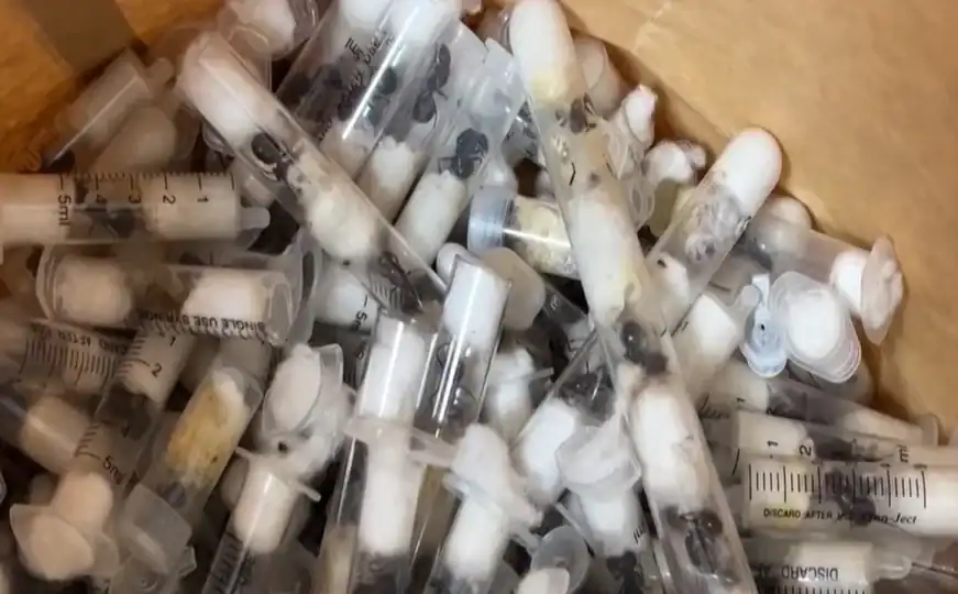 Pokušali prokrijumčariti više od 2.000 živih mrava