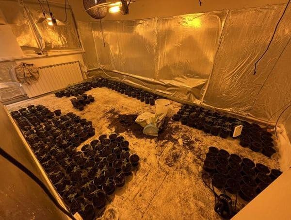Pronađene dvije laboratorije za uzgoj marihuane