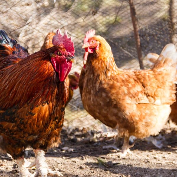 Zbog pojave ptičje gripe pojačane kontrole na području Tuzlanskog kantona