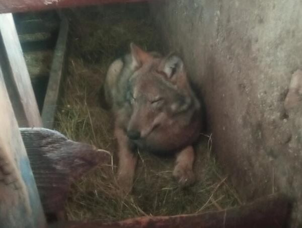 vuk spavao sa kravama u stali u crnoj gori nije bioa agresivan