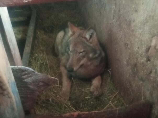 vuk spavao sa kravama u stali u crnoj gori nije bioa agresivan