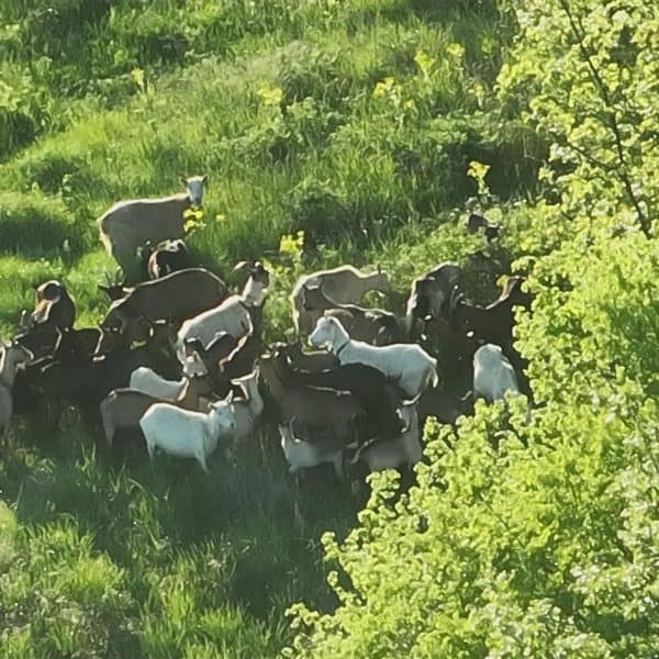 Neobična akcija GSS-a: Umjesto planinara, tražili koze