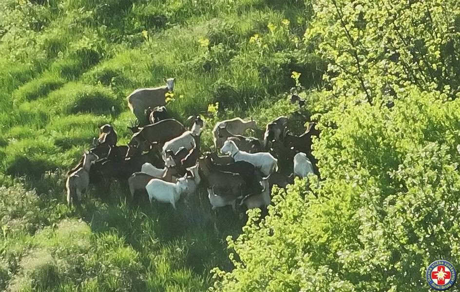 Neobična akcija GSS-a: Umjesto planinara, tražili koze