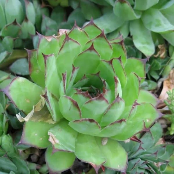 Moćna biljka za dug i zdrav život: Ovo morate znati ako imate čuvarkuću