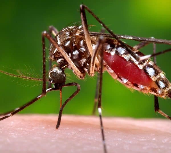 zivotinje, opasnost, komarac