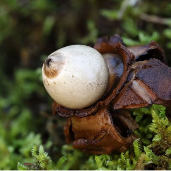 Rijetke gljive otkrivene u Blagaju ukazuju na potrebu zaštite prirode