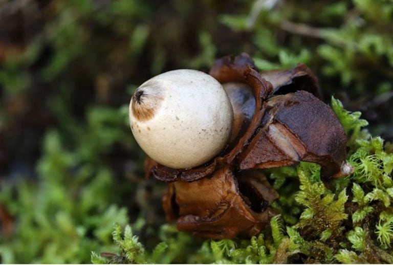 kod blagaja otkrivene rijetke gljive jedinstven primjer na balkanu