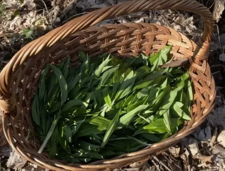 sriemus ili divlji luk odlican je da se jede kao salata a i koristan je r crijeva odrzava zfdravim a pomaze i kod prehlada