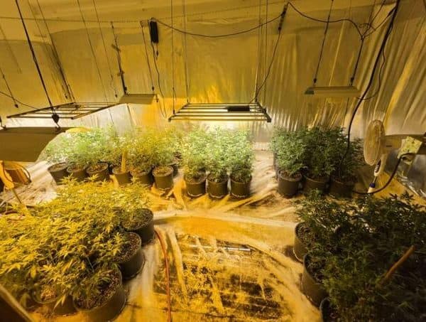 Velika akcija MUP-a KS: Zaplijenjene stotine stabljika marihuane