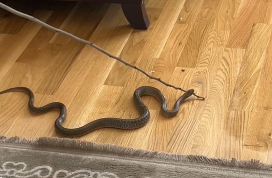 zena u kuci u mostaru pronasla sakrivenu zmiju u vrecici