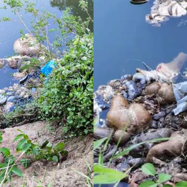 Animalni otpad nakon Kurban-bajrama završio u rijeci Tinji kod Srebrenika