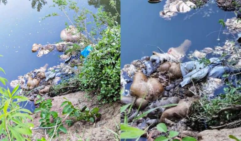 nakon kurban-bajrama i klanja kurnabana animalni otpad zavrsio u rijeci tinji u naselju ormanica na podrucju srebrenika