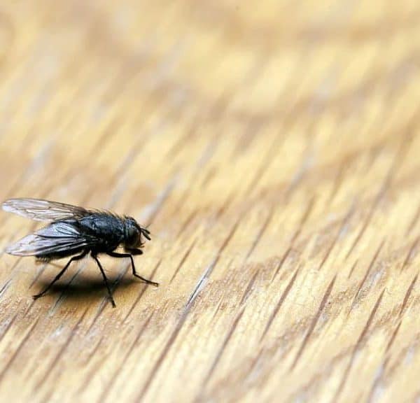 pomocu sastojaka koje imate mozete se rijesiti muha u domu