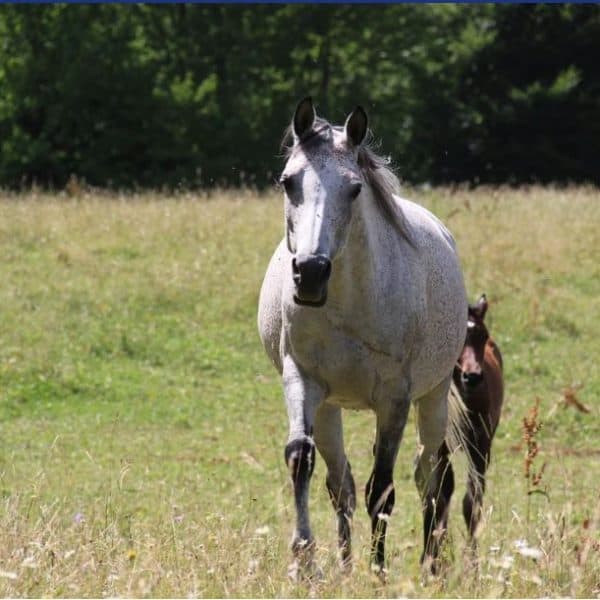 od danas je bosanski arapski konj uvrsten u World Arabian Horse Organization (WAHO) najvazniju svjetsku organizaciju arapskog konja