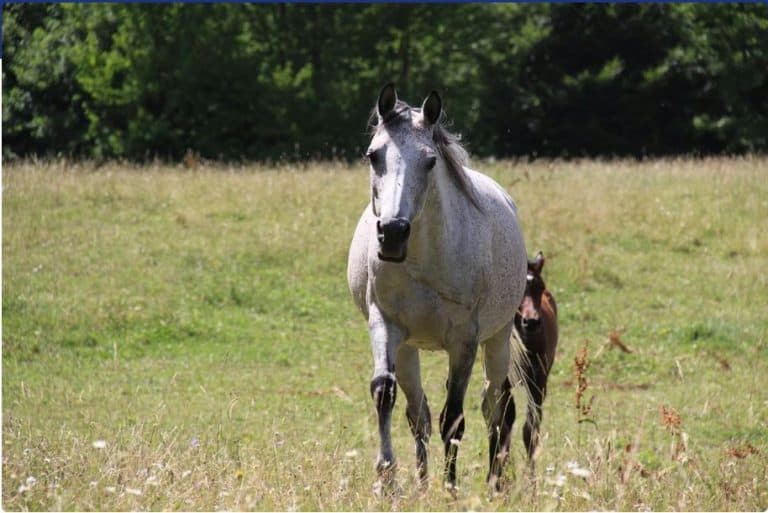 od danas je bosanski arapski konj uvrsten u World Arabian Horse Organization (WAHO) najvazniju svjetsku organizaciju arapskog konja