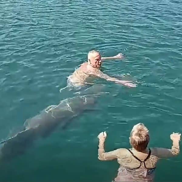 Nesvakidašnja scena u Dalmaciji: Delfin se pridružio kupačima (Video)