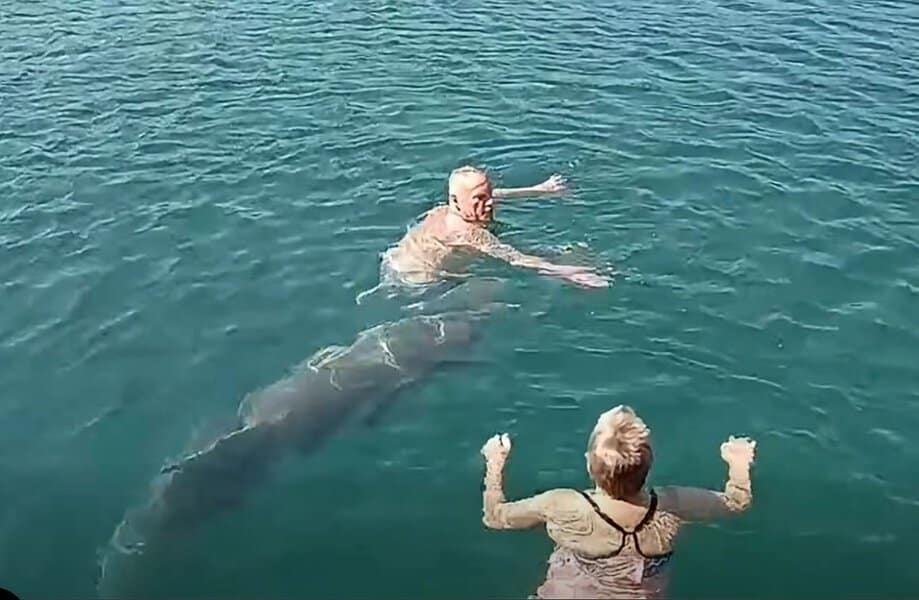 na kupalistu u dalmaciji tacnije u rbnici kod obrovca delfin prisao obali i zabavlja se sa kupacima