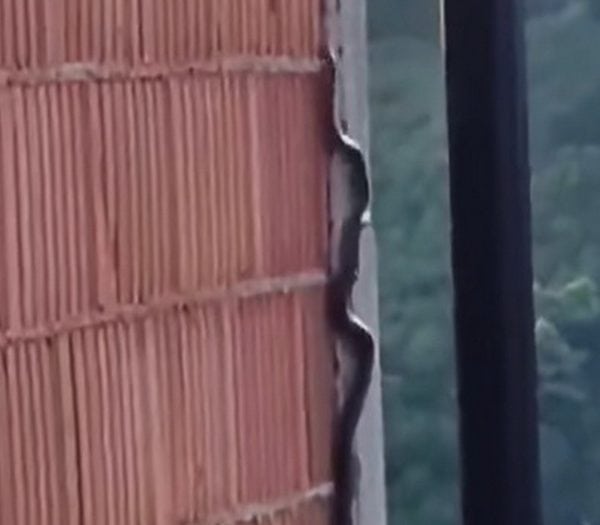 Nevjerovatan prizor u BiH: Zmija se penje uz zid kuće