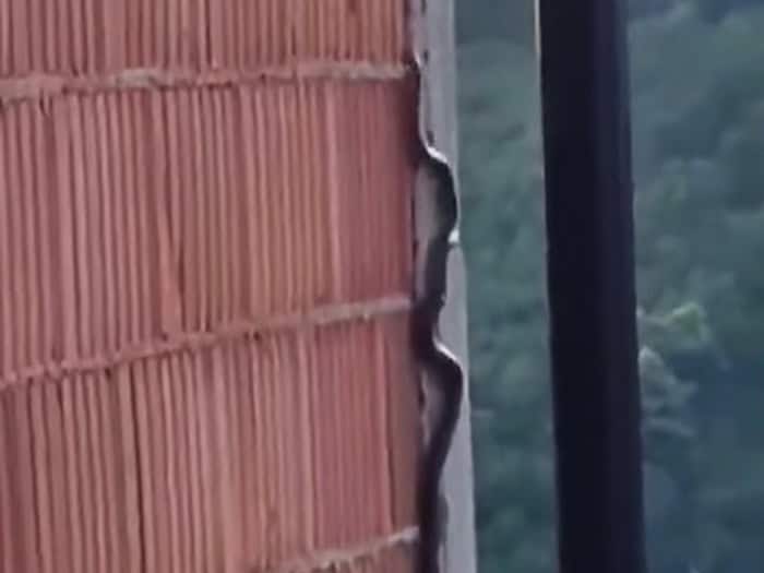 na podrucju jajca snimljena je nobicna situacija kada se znija penje uz zid kuce