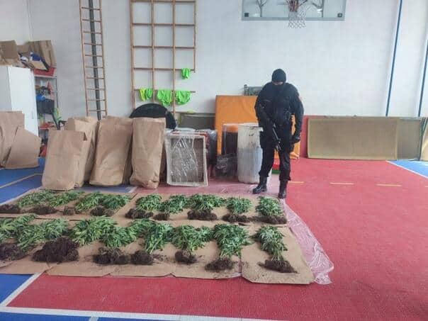 policija u bijeljini otkrila plantazu incdijske konoplje pronasli i kokain