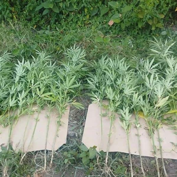 u akciji mupa rs u doboju pronadjena plantaza indijske konioplje i skoro 18 kg marihuane