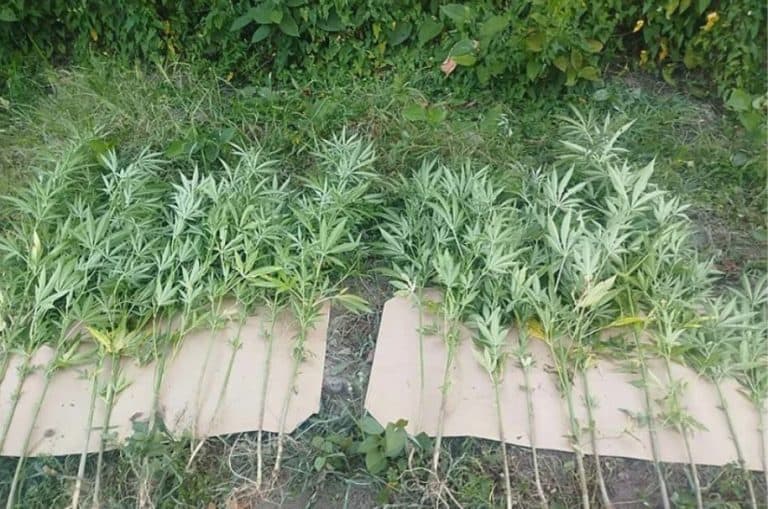 u akciji mupa rs u doboju pronadjena plantaza indijske konioplje i skoro 18 kg marihuane