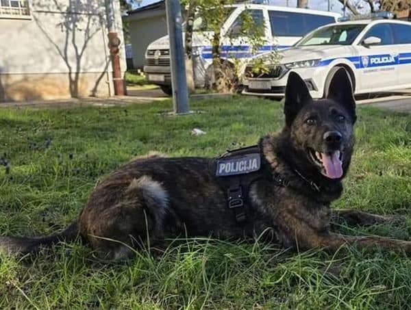 Policijski pas u Zadru otkrio pola kg kokaina kod državljanina BiH