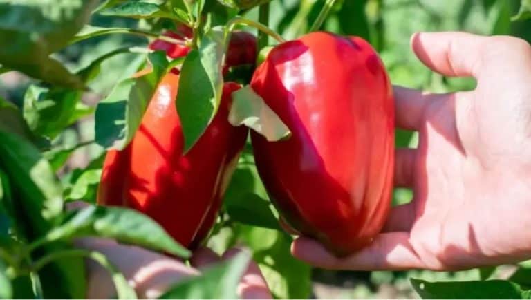 petiljke od paprika ne treba bacati mogu poslusziti za bolji okus