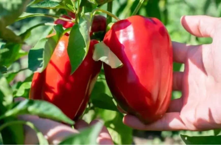Ne bacajte peteljke od paprika