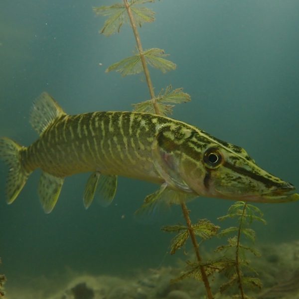 Jezero Kop Šički Brod: Podvodni prizori koji ostavljaju bez daha (Foto)