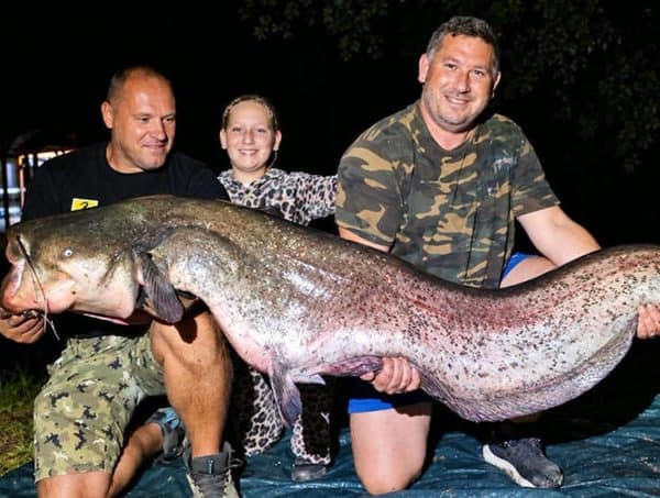 U jezeru Ciglana1 u blizini Zagreba ribolovci su olivili i pustili kasnije u vodu soma dugačkog 2,25 metara