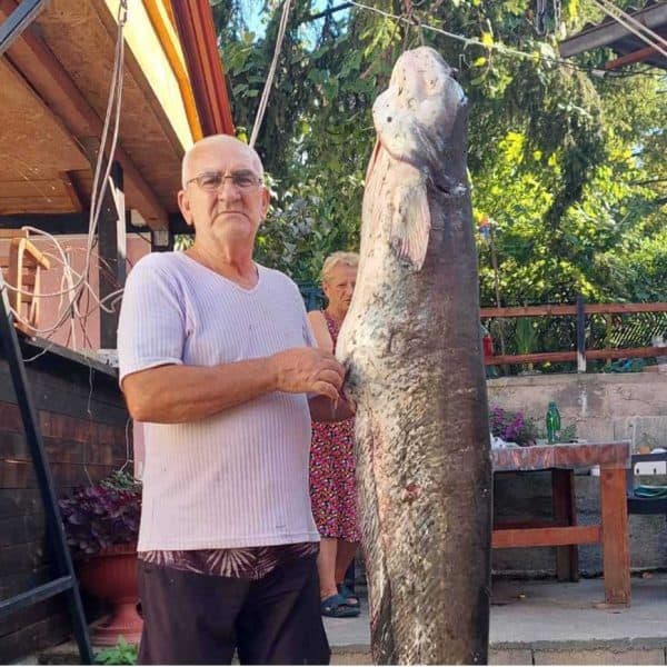 abdulah dzinic zijo poznati ribolovac iz tuzle na modrackom jezeru ulovio soa teskog 54 kilograma