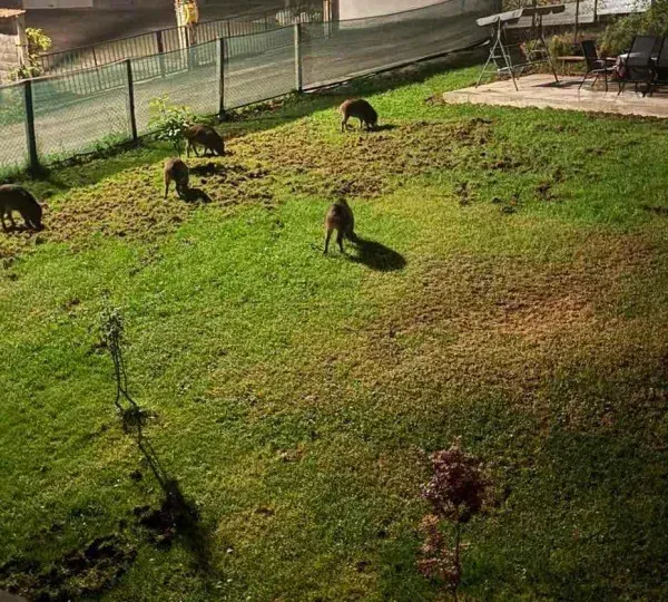 Divlje svinje sišle među kuće u Zenici, građani žive u strahu