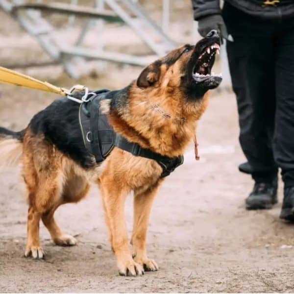 objasnjenje zasto psi laju na odredjene ljude
