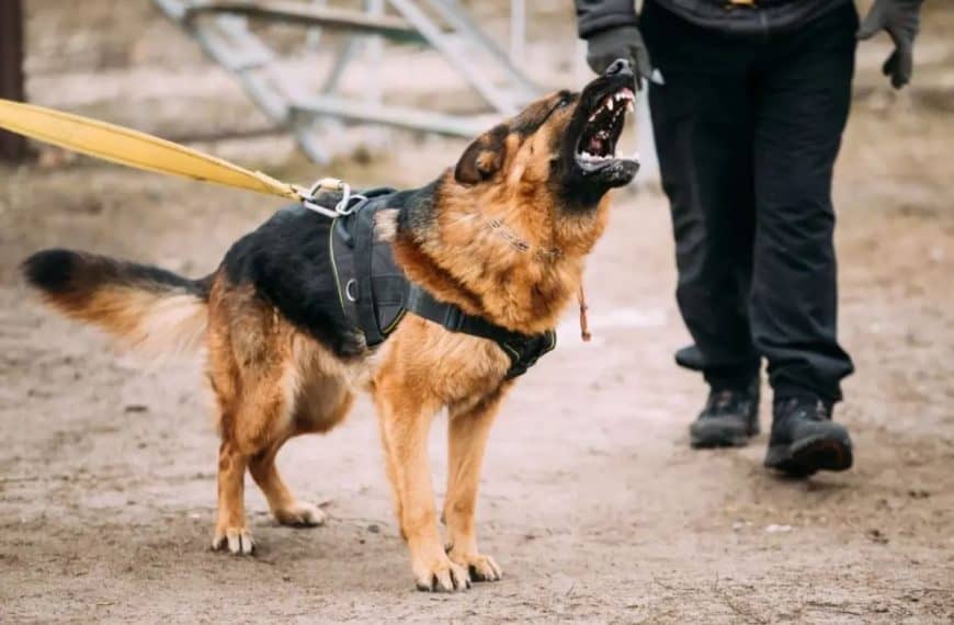 Zašto psi laju samo na određene ljude: Mogu li “nanjušiti lošu osobu”?