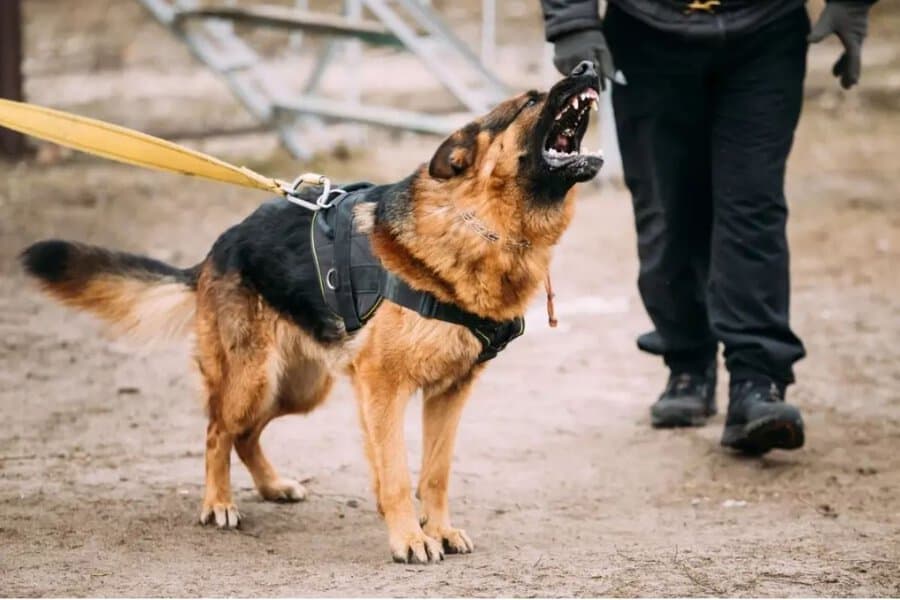 objasnjenje zasto psi laju na odredjene ljude